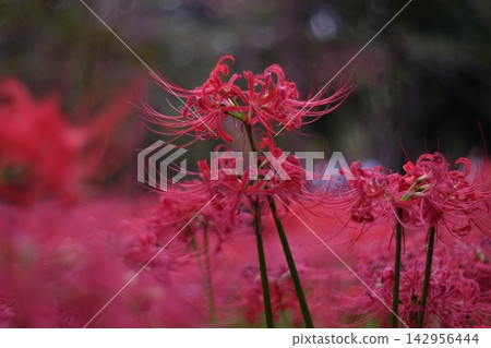 鮮豔的紅色彼岸花在寧靜的背景下格外醒目。 142956444