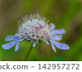 "Sonarematsumushisou" blooming in September "Sonarematsumushisou" blooming in September 142957272