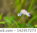 "Sonarematsumushisou" blooming in September "Sonarematsumushisou" blooming in September 142957273