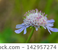 "Sonarematsumushisou" blooming in September "Sonarematsumushisou" blooming in September 142957274