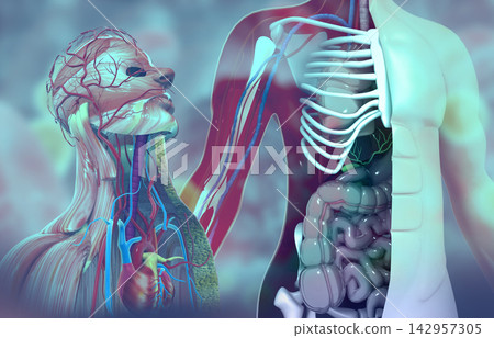 Human body anatomy background Human body anatomy background 142957305