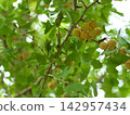Ginkgo nuts that ripened deliciously in September Ginkgo nuts that ripened deliciously in September 142957434
