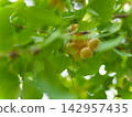 Ginkgo nuts that ripened deliciously in September Ginkgo nuts that ripened deliciously in September 142957435