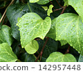 Ivy leaves wet with rain 142957448