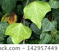 Ivy leaves wet with rain 142957449