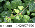 Ivy leaves wet with rain 142957450