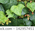 Ivy leaves wet with rain 142957451