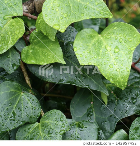 雨水浸濕了常春藤的葉子。 雨水浸濕了常春藤的葉子。 142957452