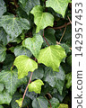 Ivy leaves wet with rain 142957453