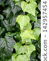 Ivy leaves wet with rain 142957454