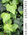 Ivy leaves wet with rain 142957455
