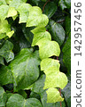 Ivy leaves wet with rain 142957456