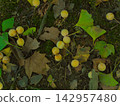Ginkgo nuts that fell in September Ginkgo nuts that fell in September 142957480
