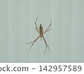 Long-bodied golden orb-weaver spider 142957589