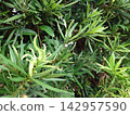 Healthy sprouts and fruits of garden trees 142957590