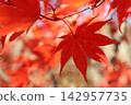 紅葉染成紅色 142957735