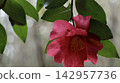 紅山茶花 142957736