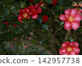 紅山茶花 142957738