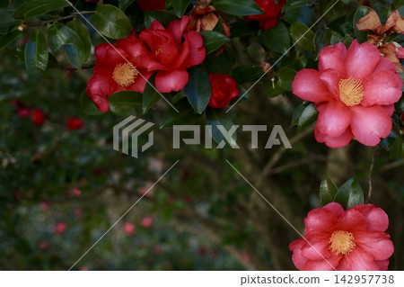紅山茶花 142957738