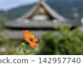 山麓盛開著黃色的波斯菊 142957740