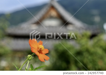 山麓盛開著黃色的波斯菊 山麓盛開著黃色的波斯菊 142957740