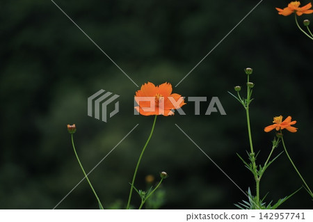 橙色波斯菊 橙色波斯菊 142957741