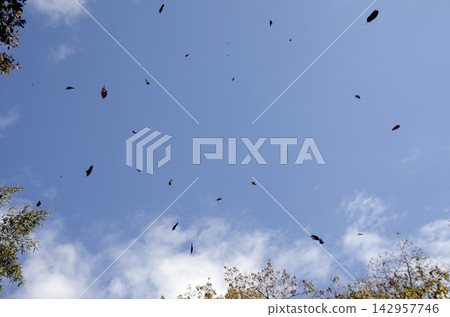 Fallen leaves fluttering in the sky Fallen leaves fluttering in the sky 142957746