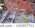 Roof and maple 142957751