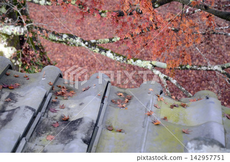 Roof and maple 142957751