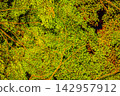 The leaves of the trees, a gradient of green. 142957912