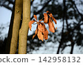 Dead leaves 142958132