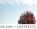 Blue sky and autumn maple leaves 142958133