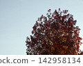 Blue sky and autumn maple leaves 142958134