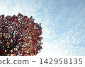 Blue sky and autumn maple leaves 142958135