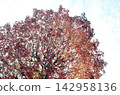 Blue sky and autumn maple leaves 142958136