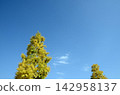 Blue sky and ginkgo 142958137