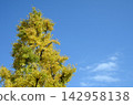 Blue sky and ginkgo 142958138