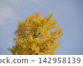Blue sky and ginkgo 142958139