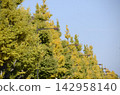 Ginkgo trees and streetlights 142958140