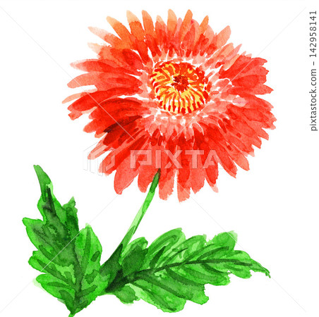 水彩非洲菊（26919像素，7像素） 142958141