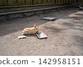 Baby rabbits on Okunoshima Island (Takehara City) 142958151