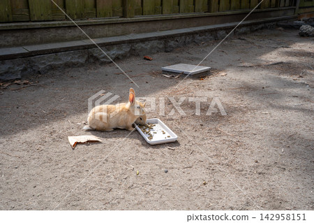 Baby rabbits on Okunoshima Island (Takehara City) Baby rabbits on Okunoshima Island (Takehara City) 142958151
