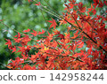 Maple in autumn 142958244