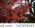 Maple in autumn 142958245