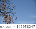 Blue sky and dead leaves 142958247