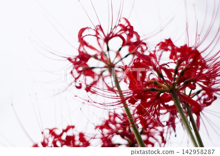 蜘蛛百合（Lycoris radiata）以仰望天空的構圖出現，在白色天空的映襯下格外醒目。 142958287