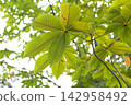 Sunlight filtering through the trees (horse chestnut) 142958492