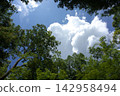 Forest and blue sky 142958494