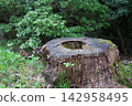 tree stump and main 142958495