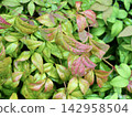 Rain-soaked leaves of Nandina domestica 142958504